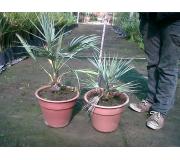Palmera Brahea Armata